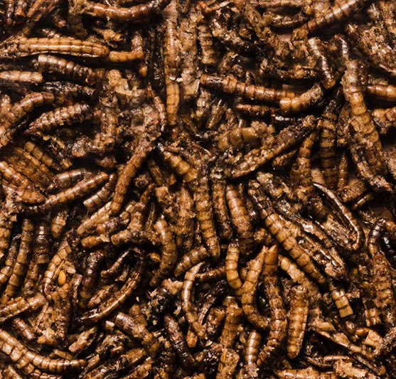 Black Soldier Fly Larvae: 15 Innovative Applications Across Industries