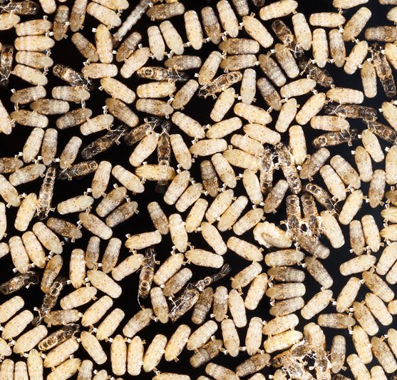 Breeding Black Soldier Fly Larvae In-House: Top 5 Challenges and Pitfalls 