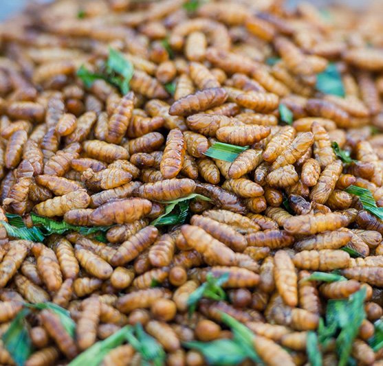 Unveiling the Enigmatic World of the BSF Larvae