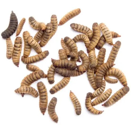 Black Soldier Fly Larvae: 15 Innovative Applications Across Industries