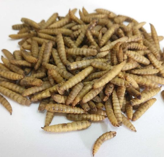 Breeding Black Soldier Fly Larvae In-House: Top 5 Challenges and Pitfalls 