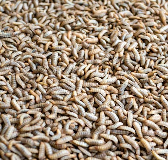 Unveiling the Enigmatic World of the BSF Larvae